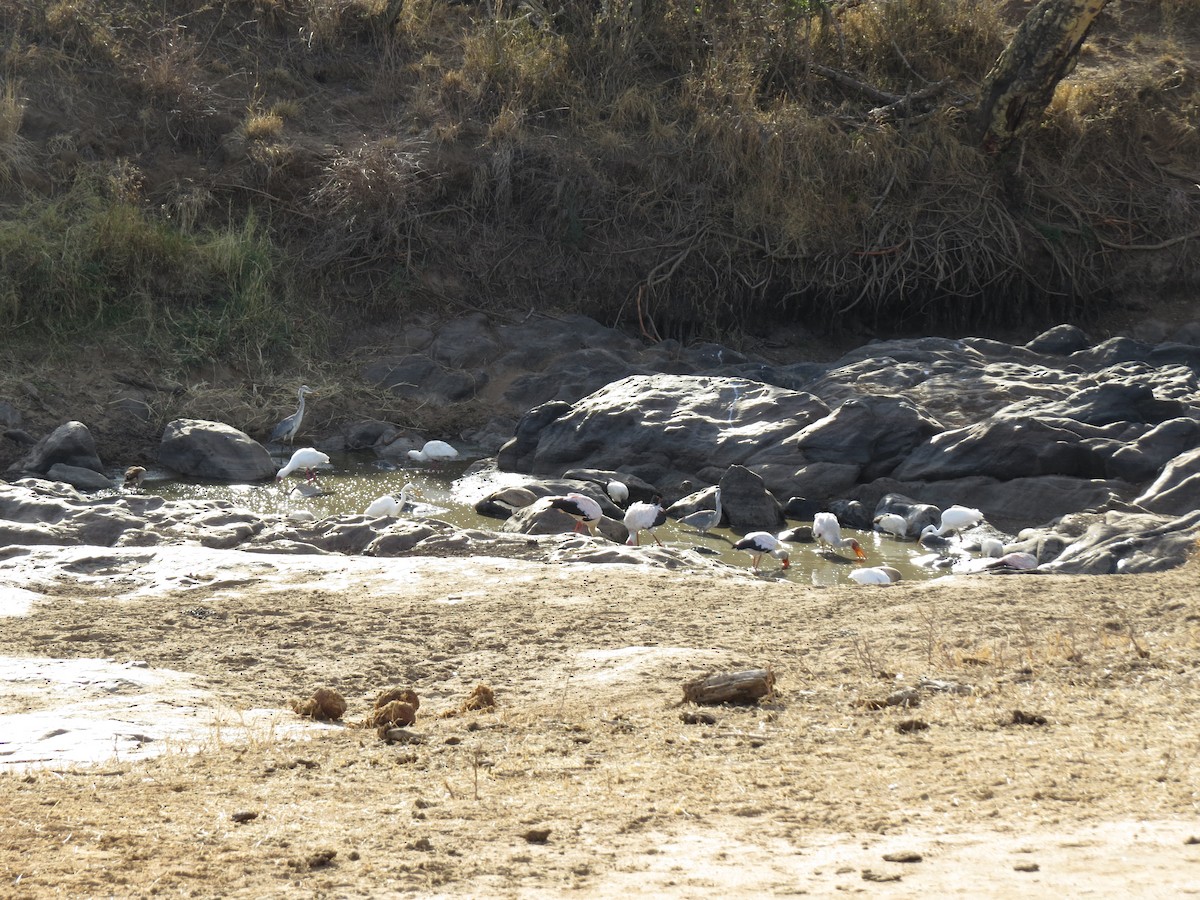 Yellow-billed Stork - ML162517201