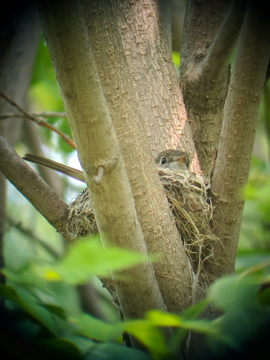 Least Flycatcher - Nathaniel Sharp