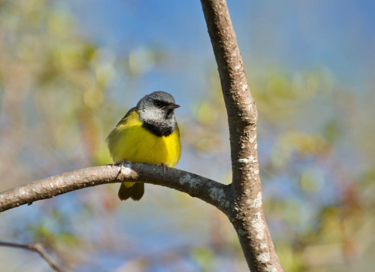 Mourning Warbler - Will Sweet