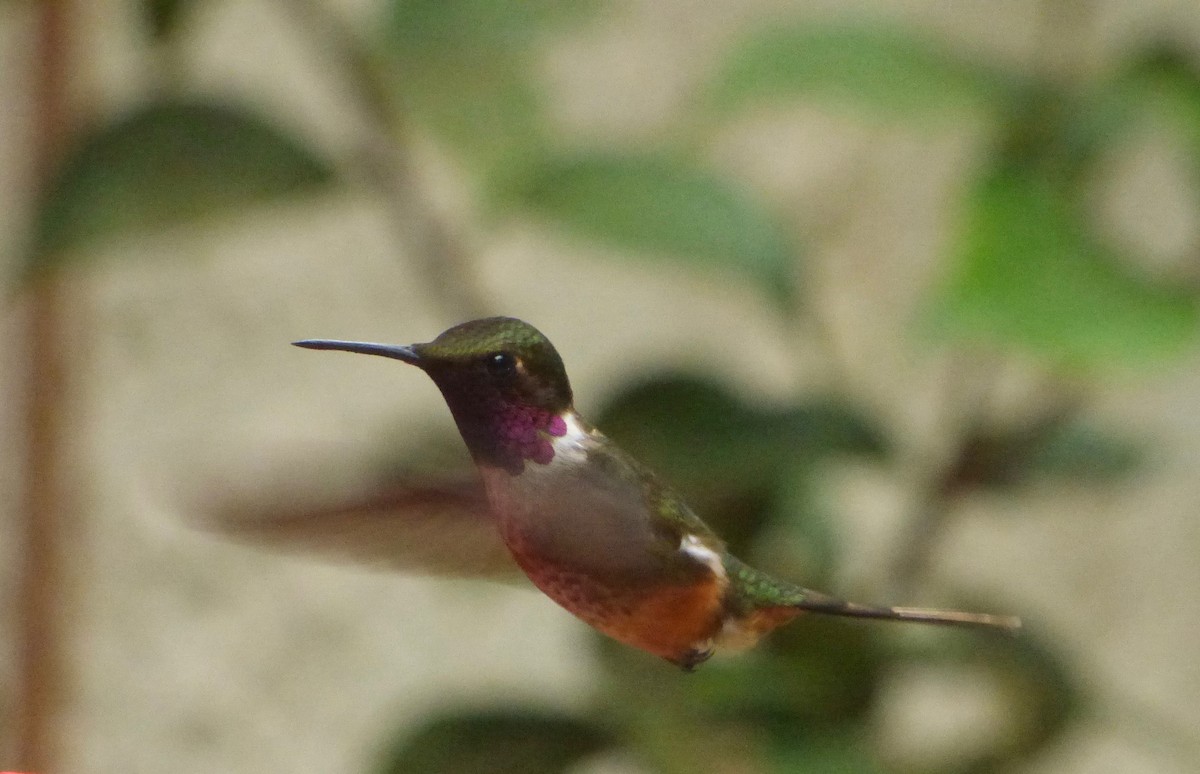 Magenta-throated Woodstar - ML162518671