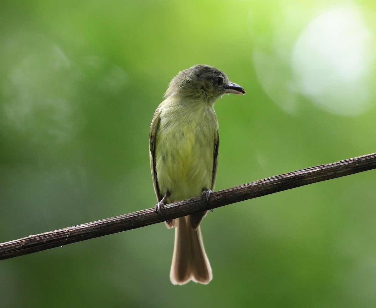 Yellow-olive Flatbill - ML162519771