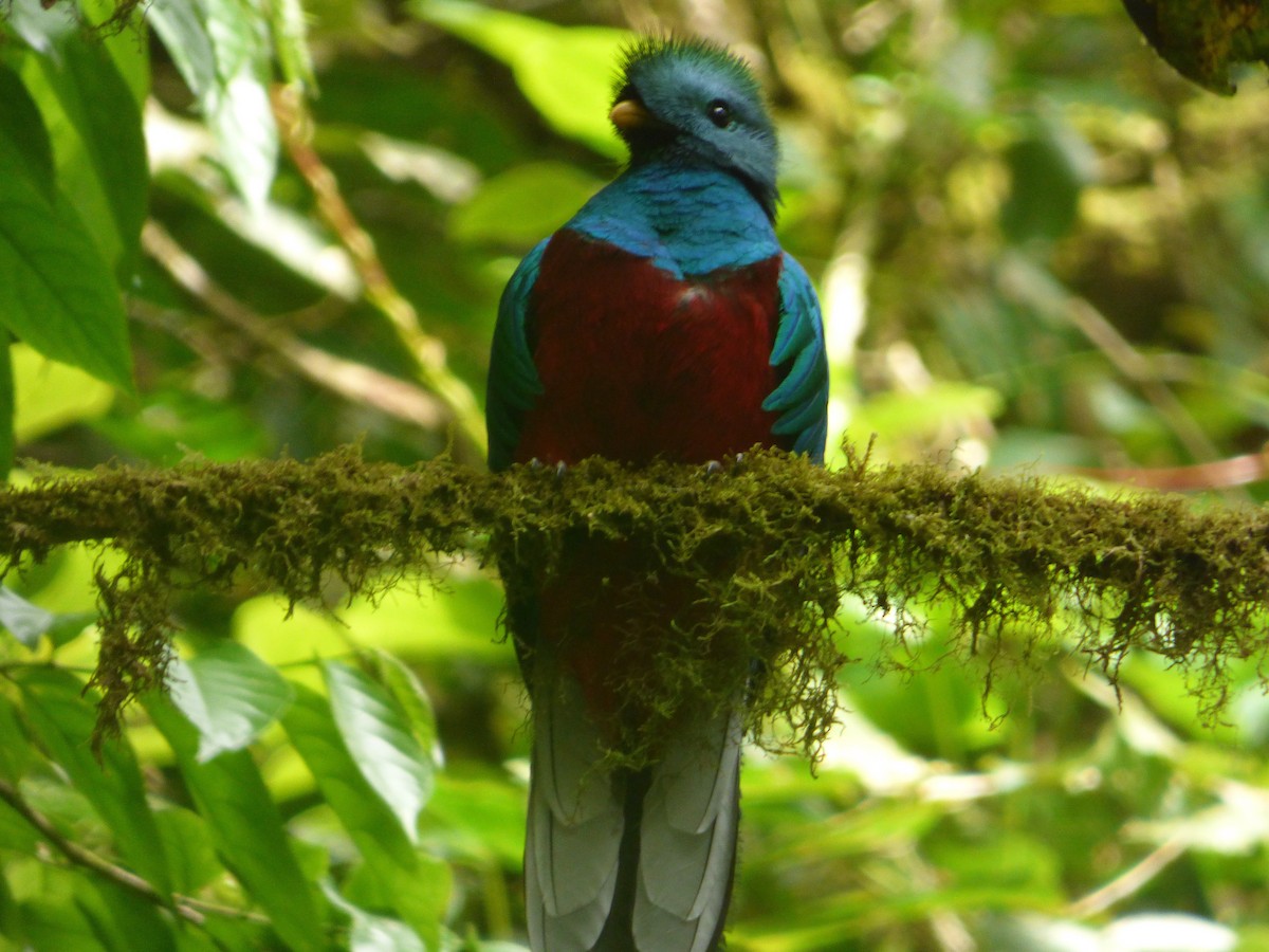 Resplendent Quetzal - ML162519781