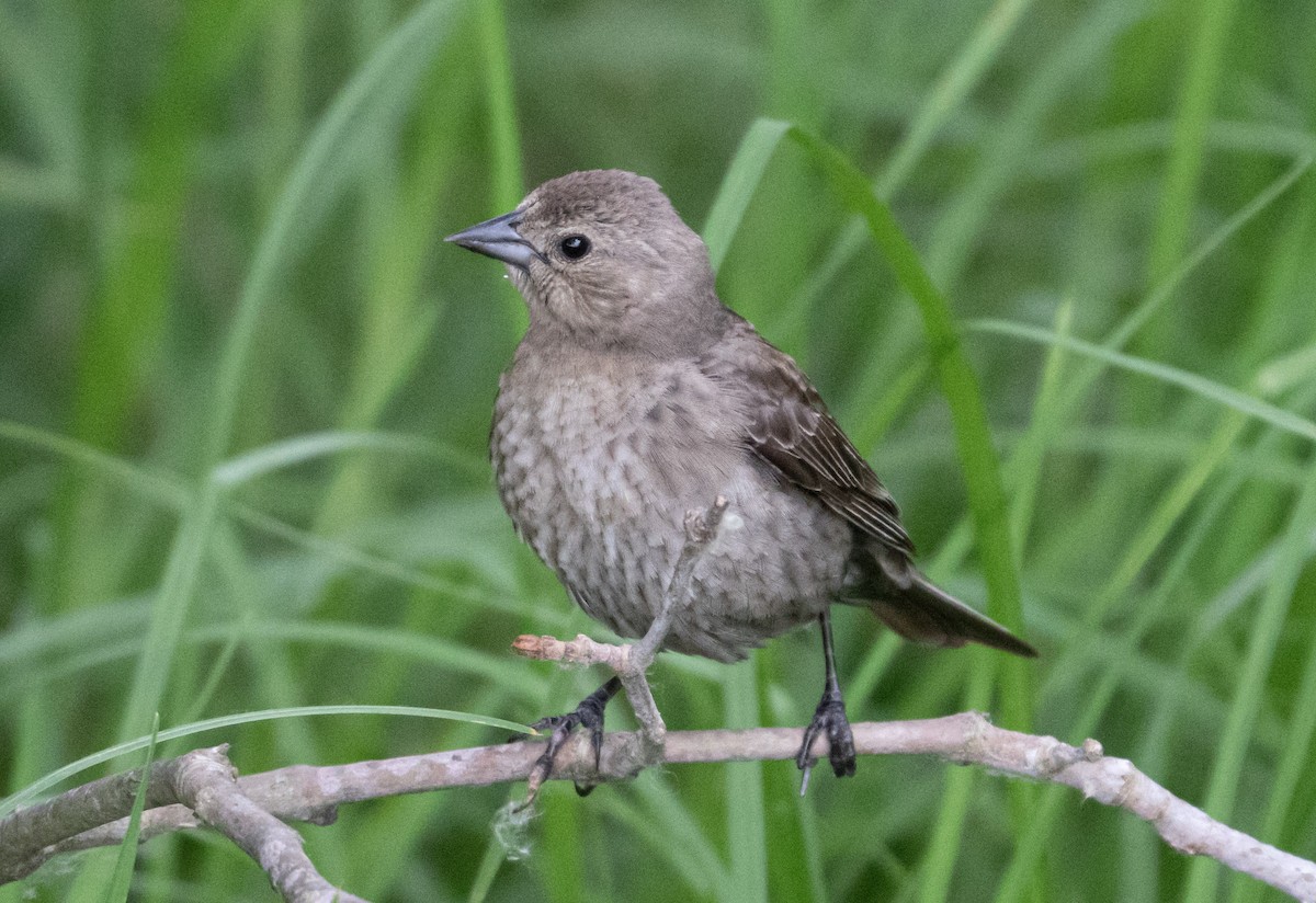 Brown-headed Cowbird - ML162520331