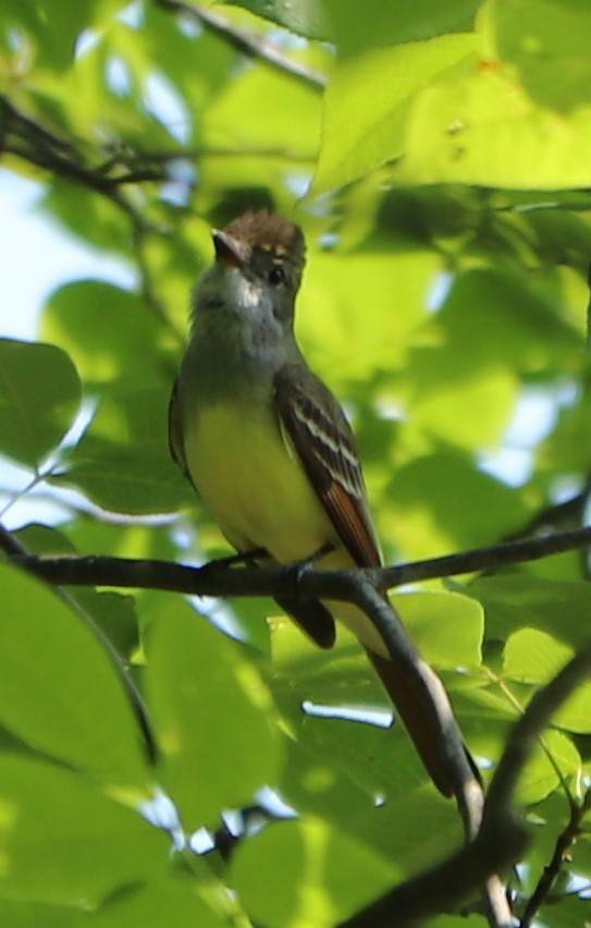 Great Crested Flycatcher - ML162521591
