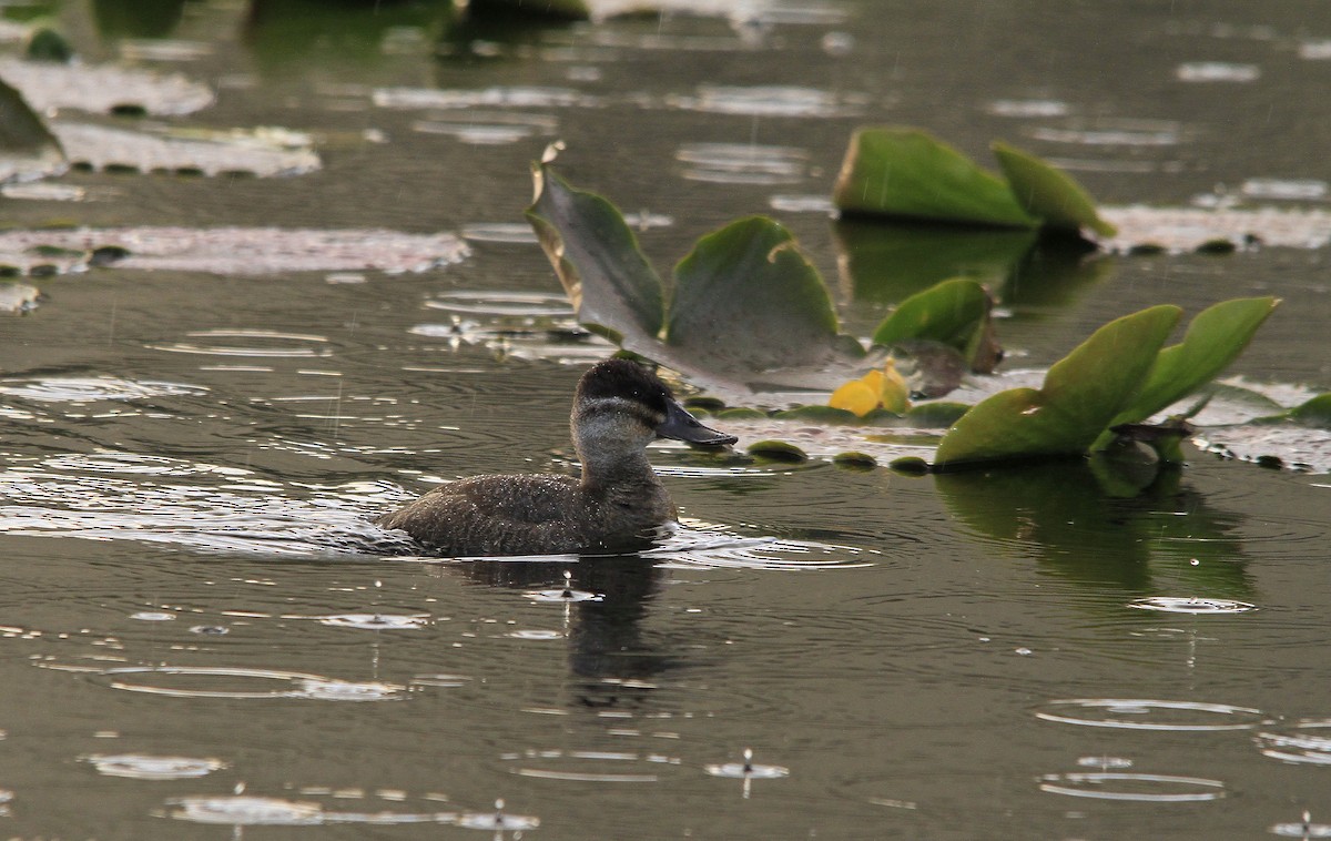 Ruddy Duck - ML162522061