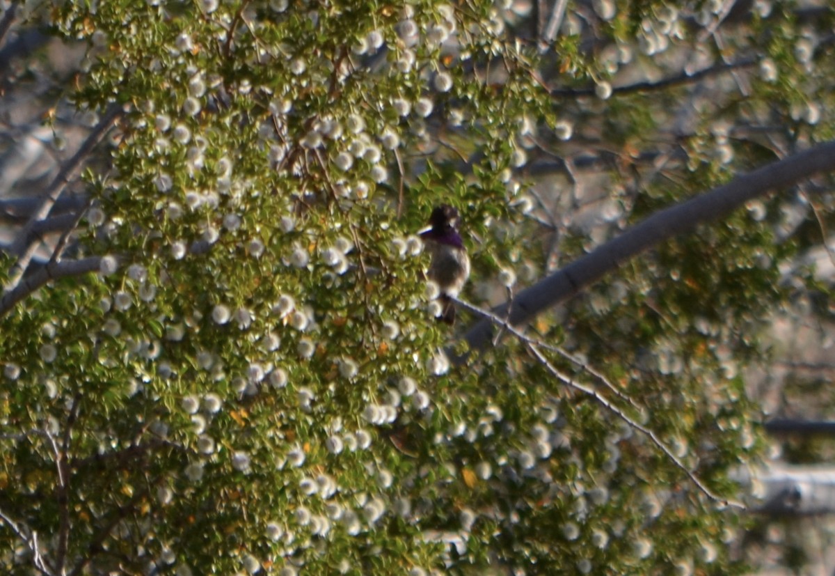 Costa's Hummingbird - ML162522671