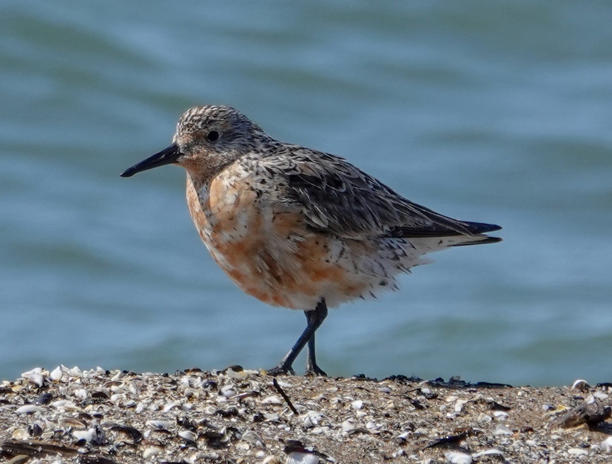 Red Knot - Gale VerHague