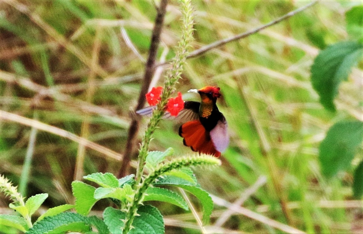 Ruby-topaz Hummingbird - Margareta Wieser
