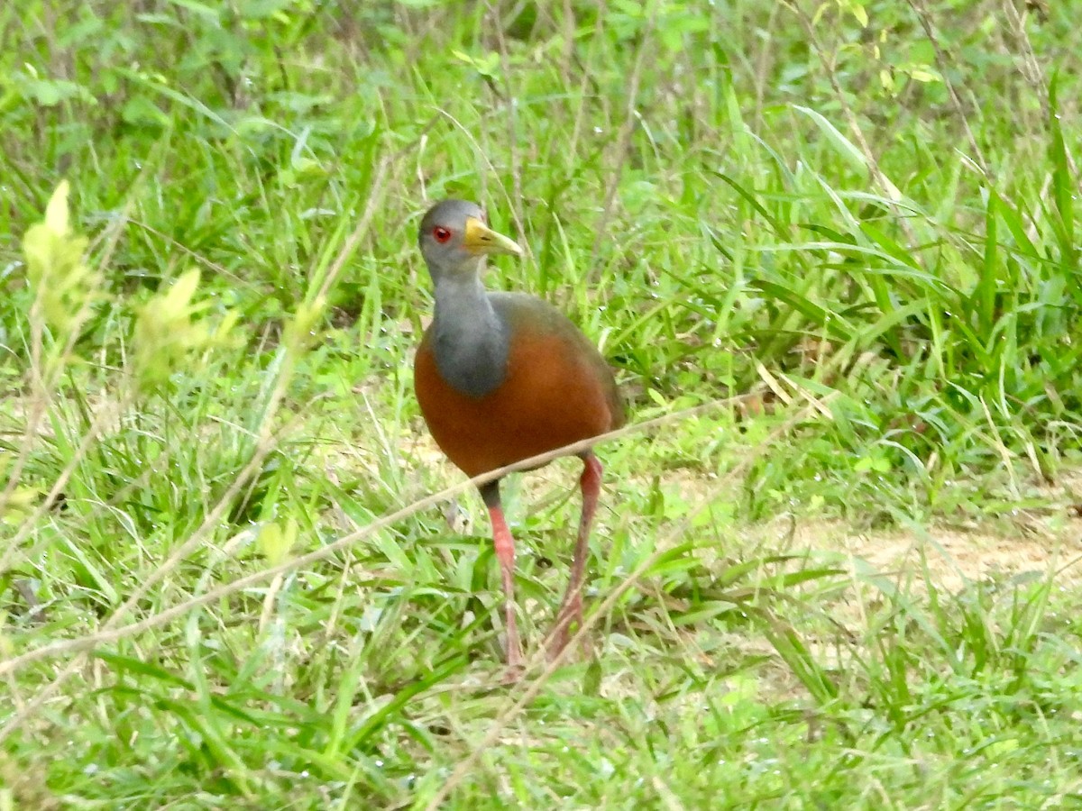 Gray-cowled Wood-Rail - bob butler