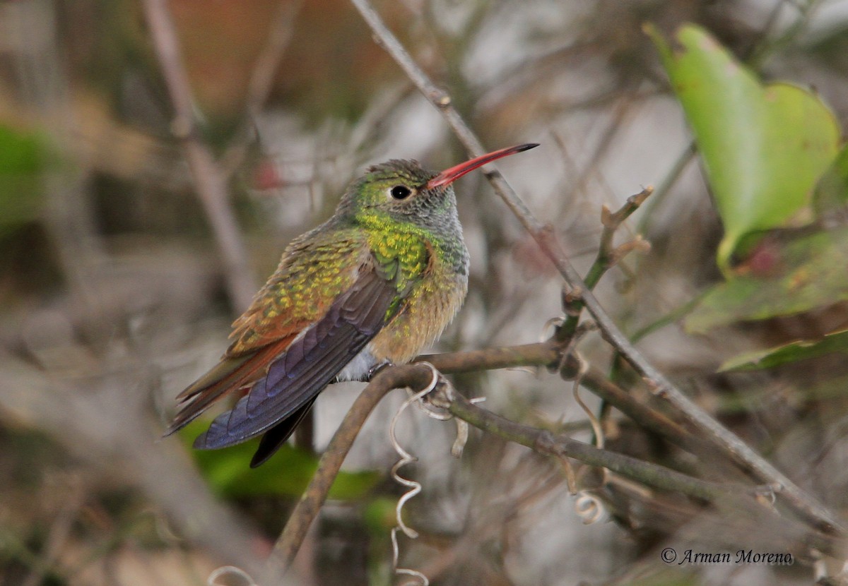 Buff-bellied Hummingbird - ML162524211