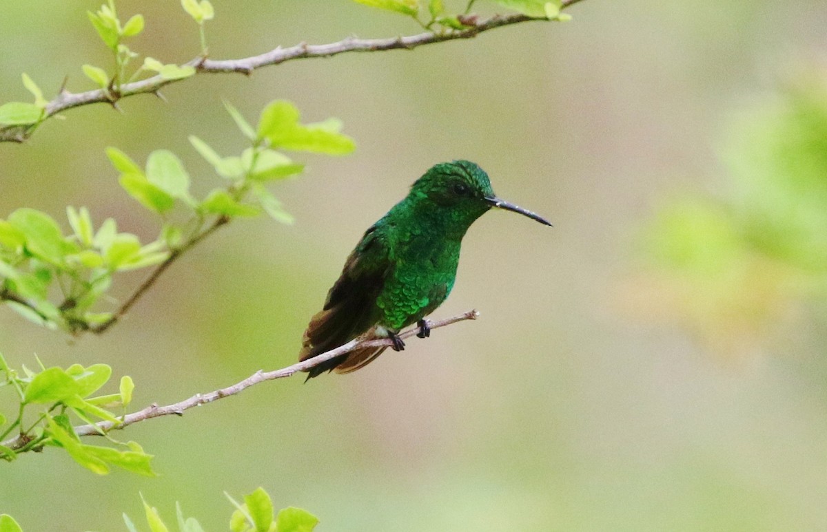 Copper-rumped Hummingbird - Margareta Wieser