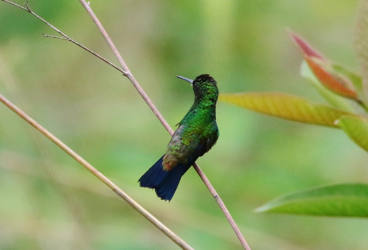 Copper-rumped Hummingbird - Margareta Wieser