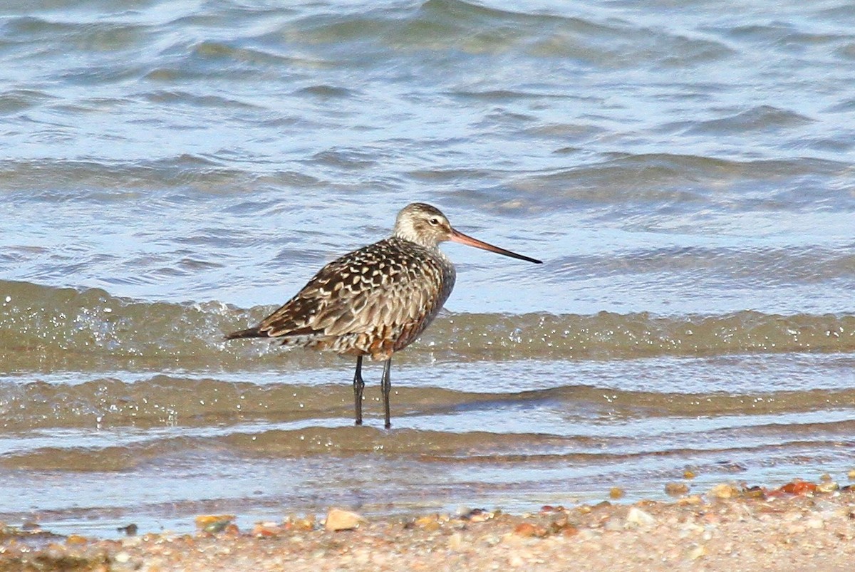 Hudsonian Godwit - Arman Moreno