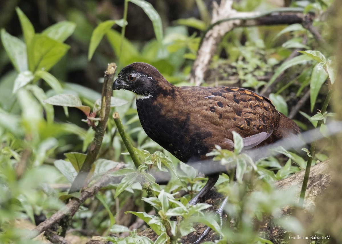 Black-breasted Wood-Quail - ML162525621