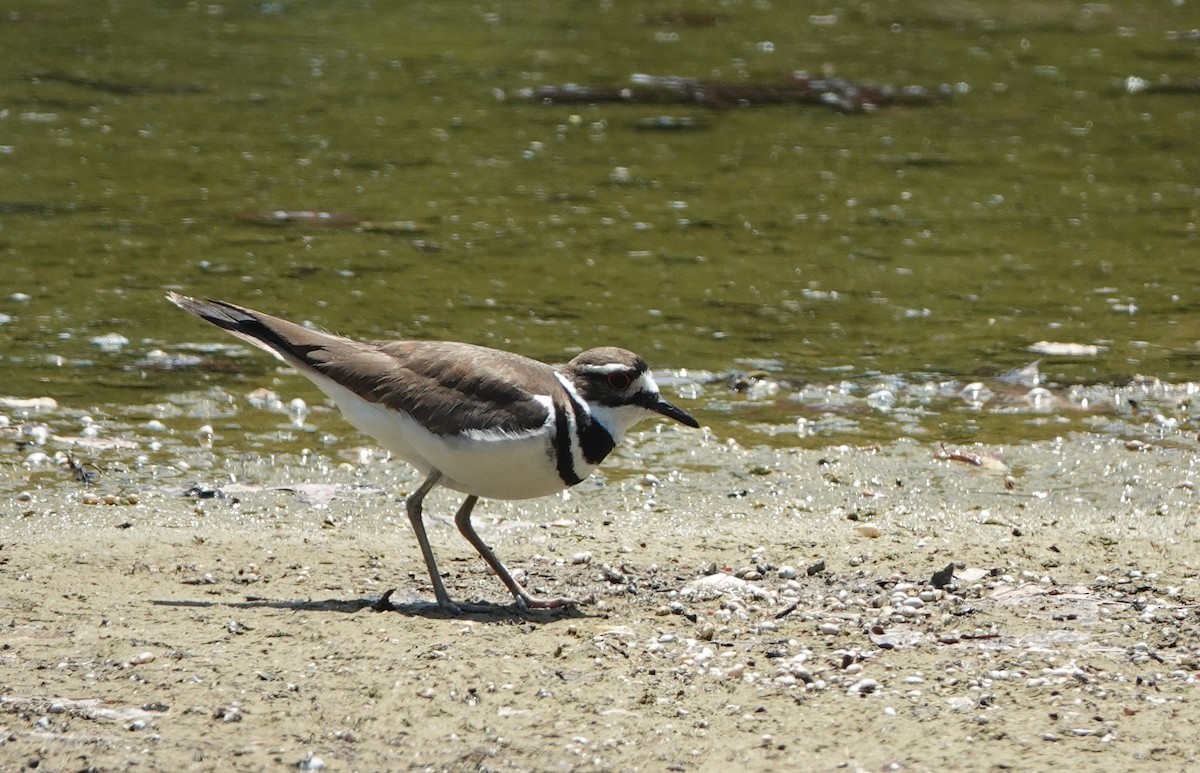 Killdeer - ML162525641