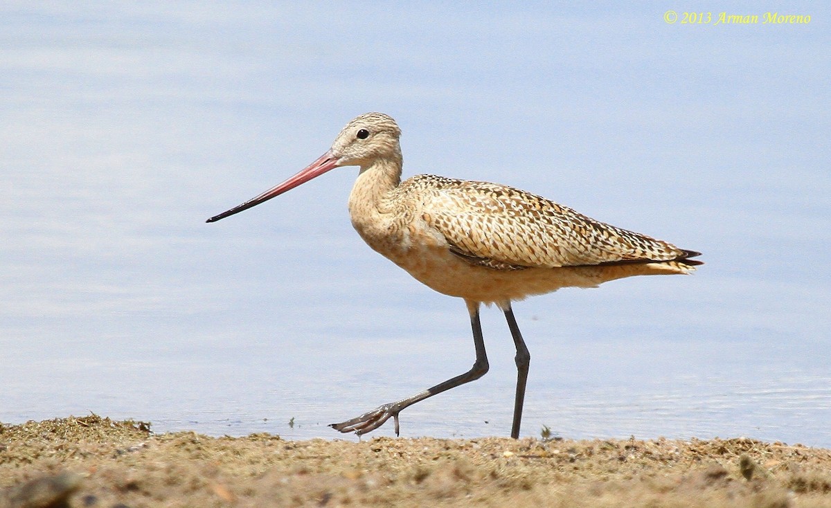 Marbled Godwit - ML162525911