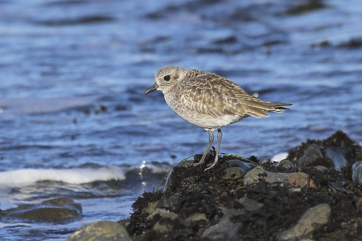 Black-bellied Plover - ML162527581