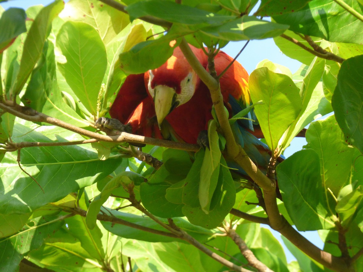 Guacamayo Macao - ML162527981