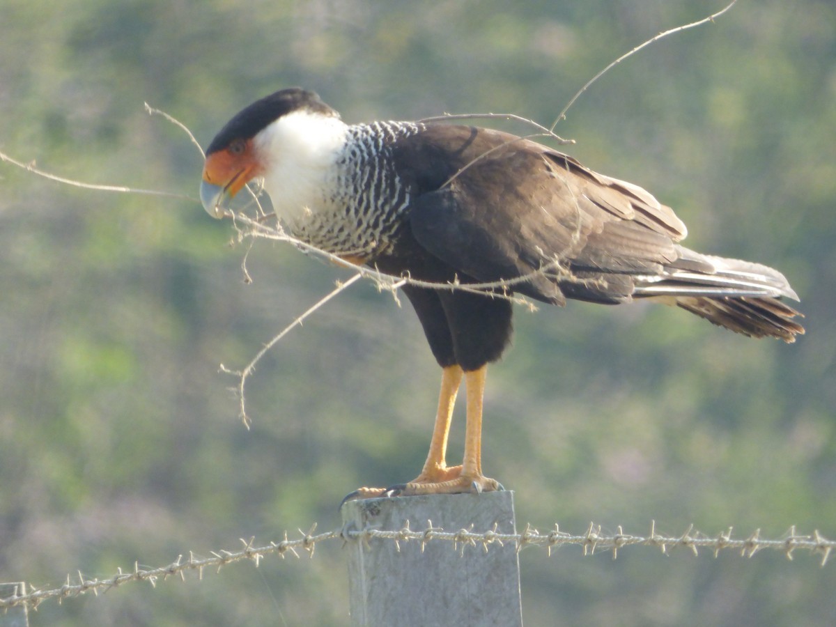 Caracara Carancho (norteño) - ML162528041