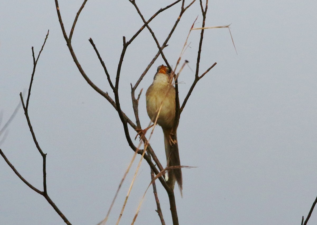 Wedge-tailed Grass-Finch - ML162529151