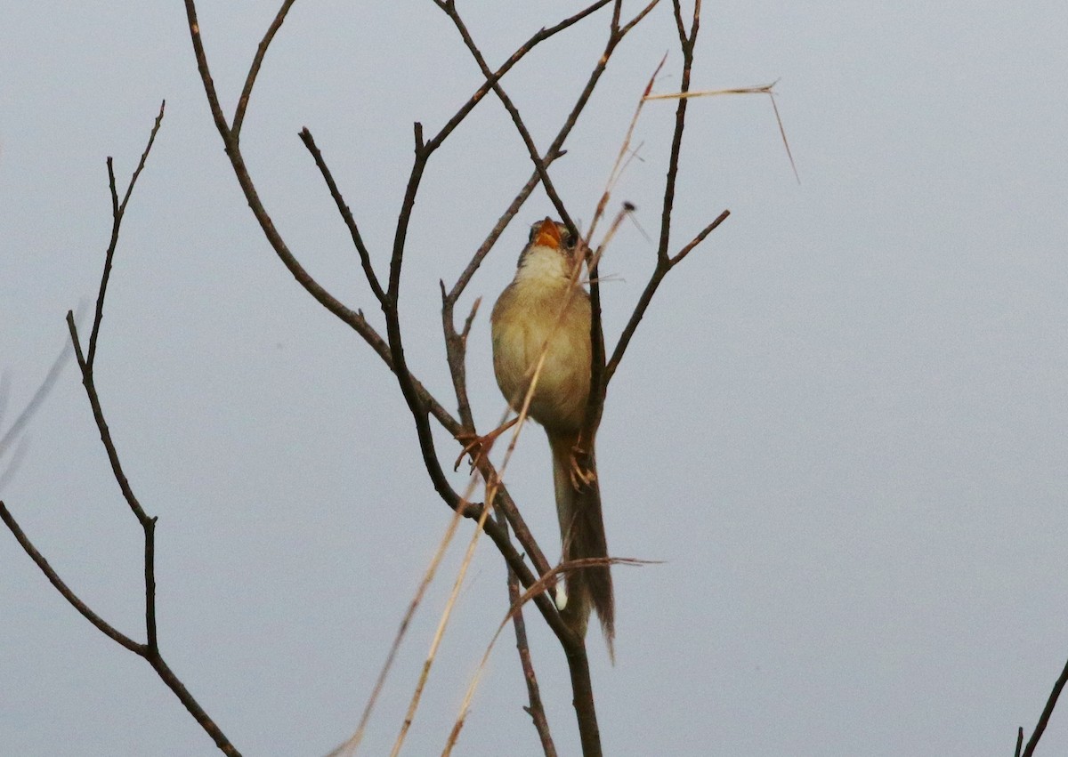 Wedge-tailed Grass-Finch - Margareta Wieser