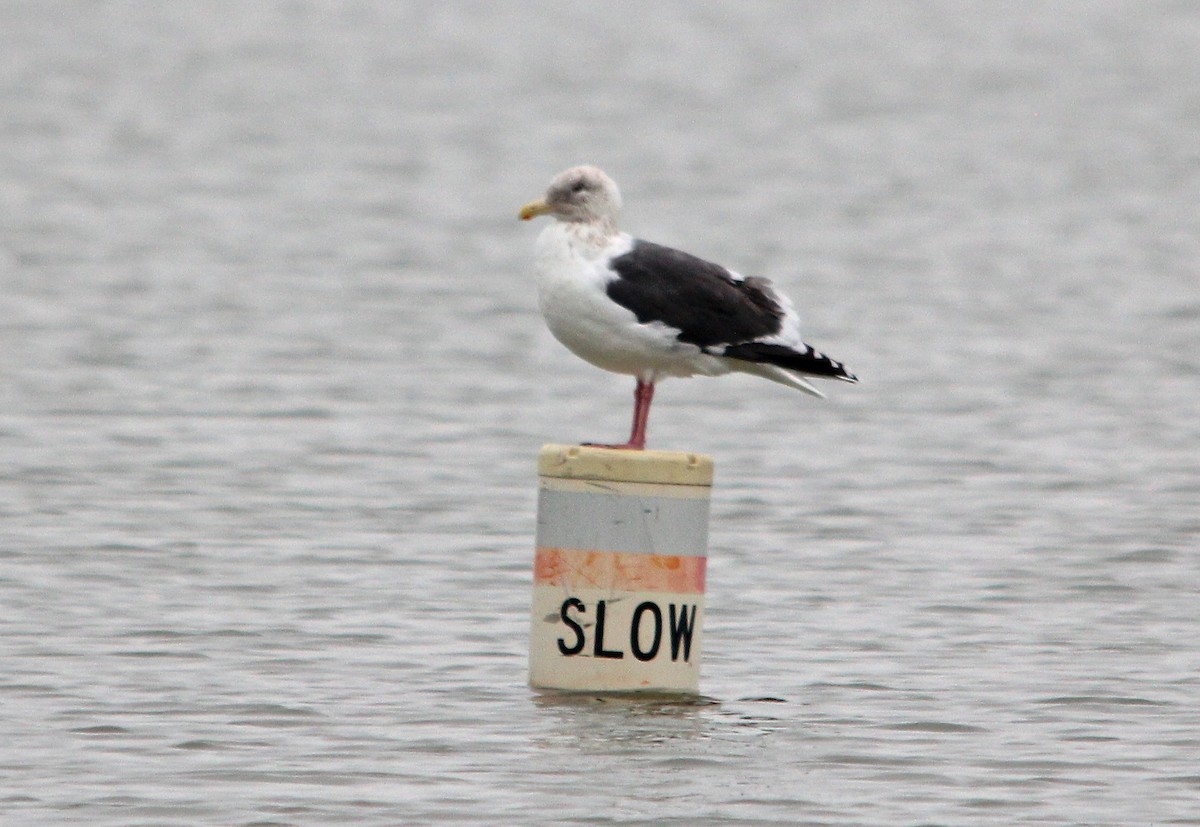 Slaty-backed Gull - ML162529411