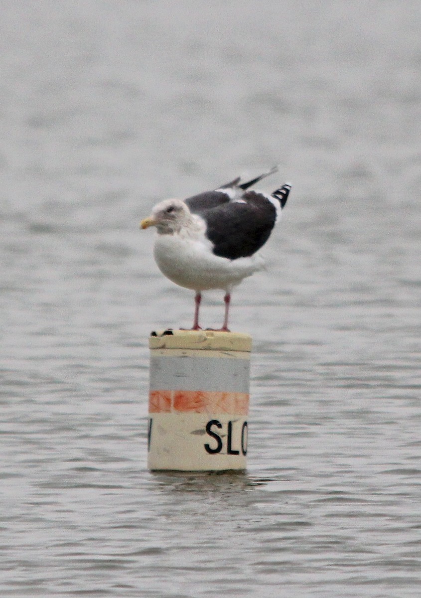 Slaty-backed Gull - ML162529431