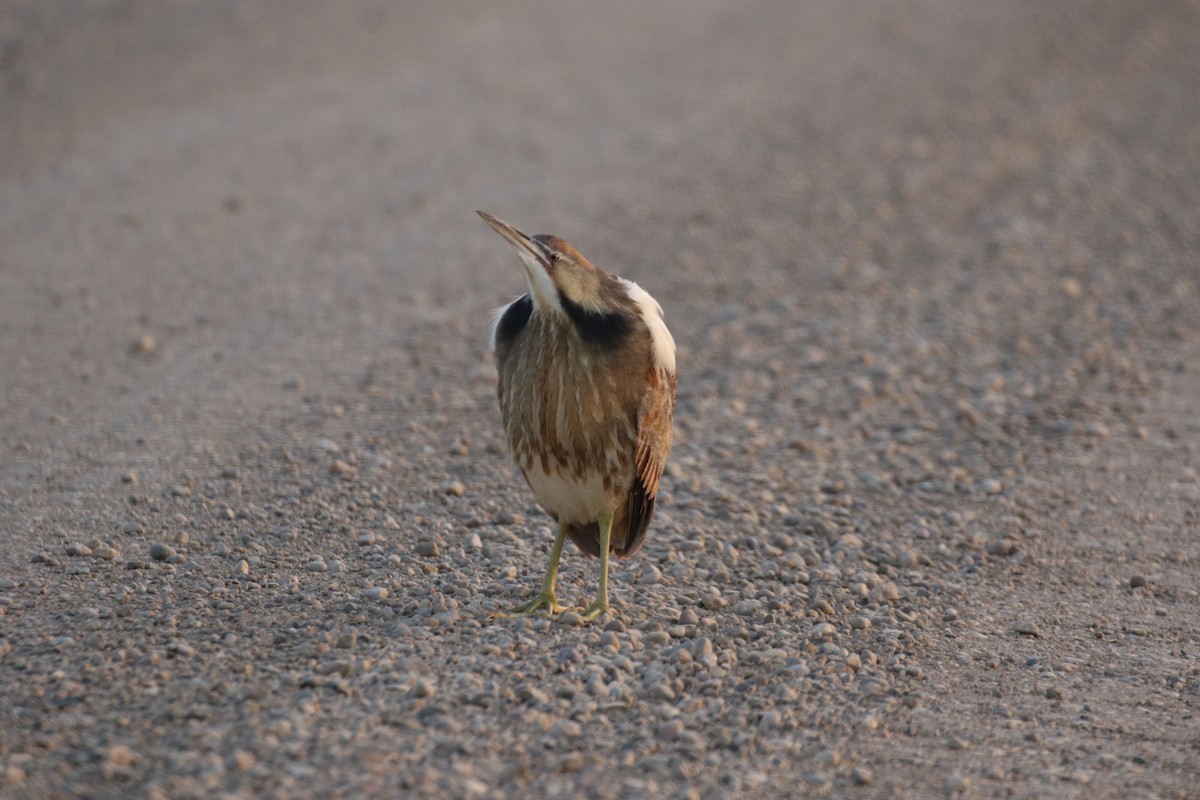 American Bittern - David Lambeth