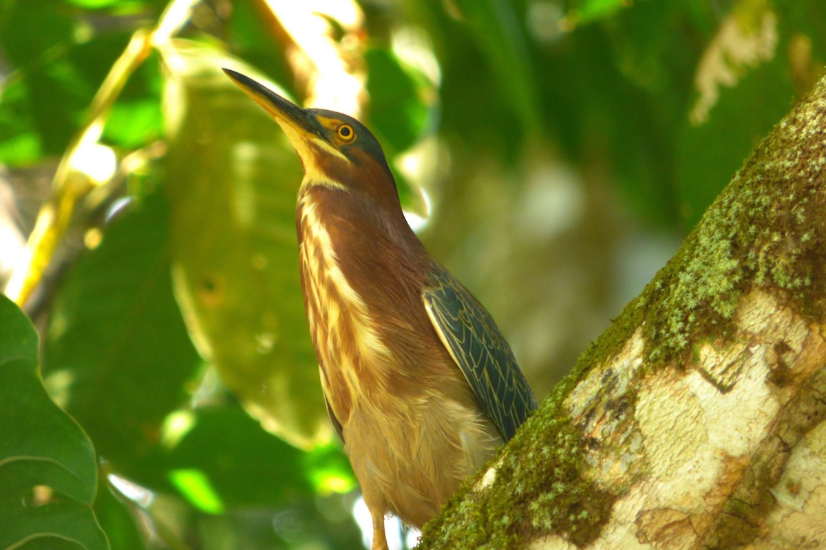 Green Heron - ML162530071