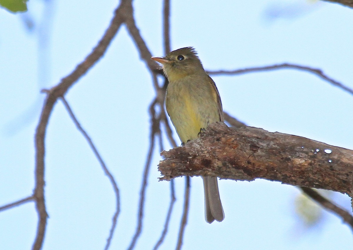 Western Flycatcher (Cordilleran) - ML162530421