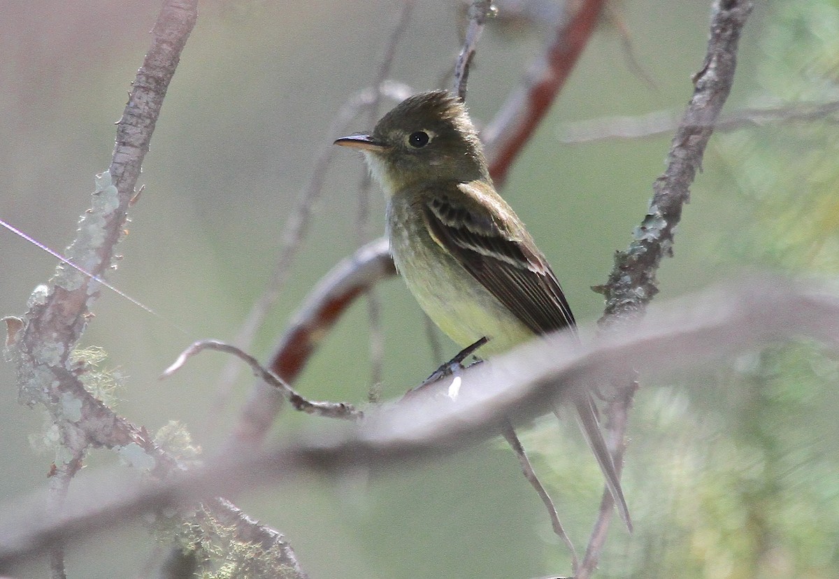 Western Flycatcher (Cordilleran) - Arman Moreno