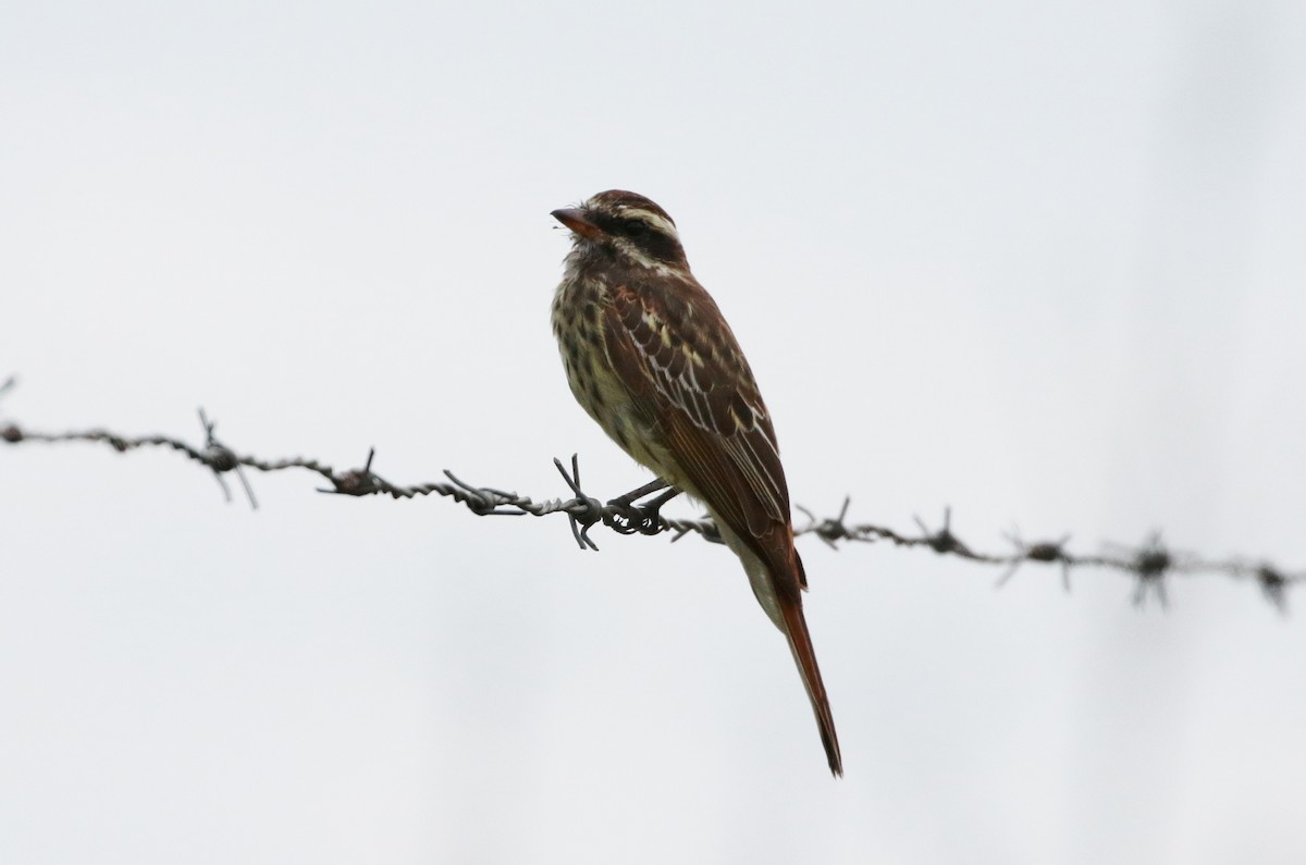 Variegated Flycatcher - ML162530821