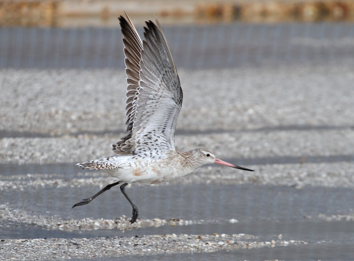 Bar-tailed Godwit (European) - ML162531901