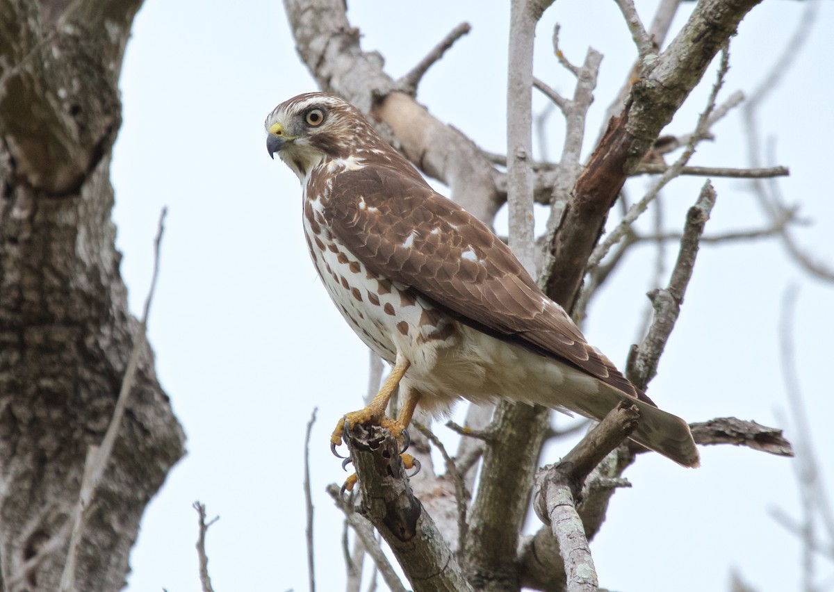 Broad-winged Hawk - ML162533471