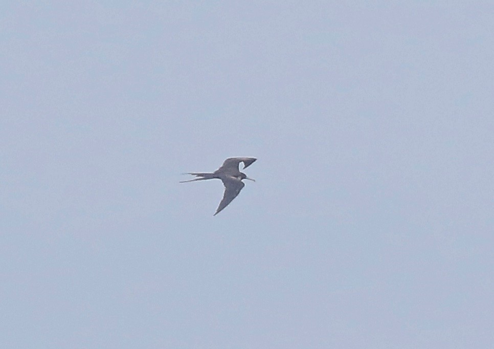 Magnificent Frigatebird - ML162535061