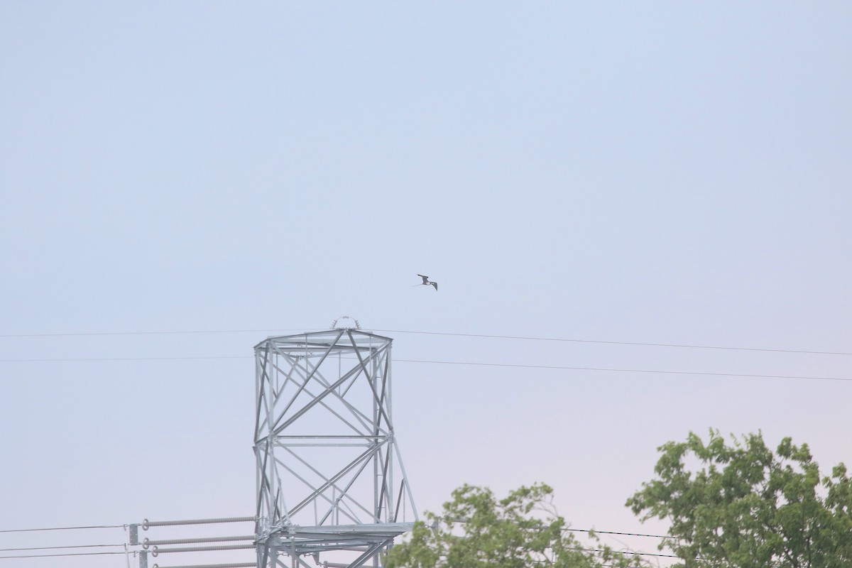 Magnificent Frigatebird - ML162535221