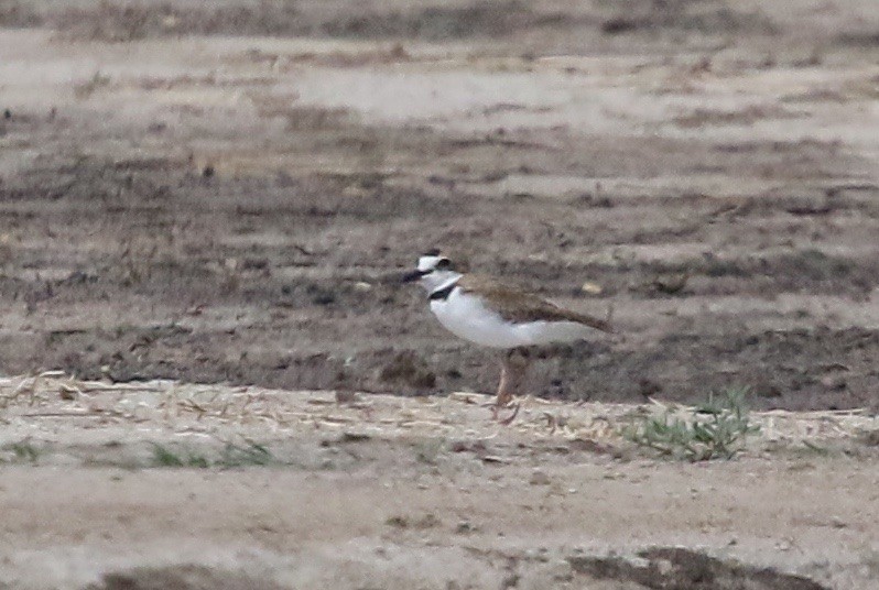 Collared Plover - ML162535591