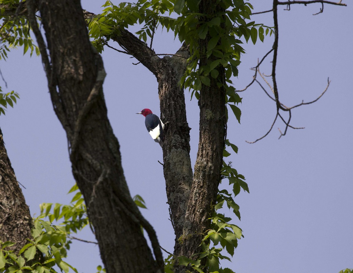 Red-headed Woodpecker - ML162535971