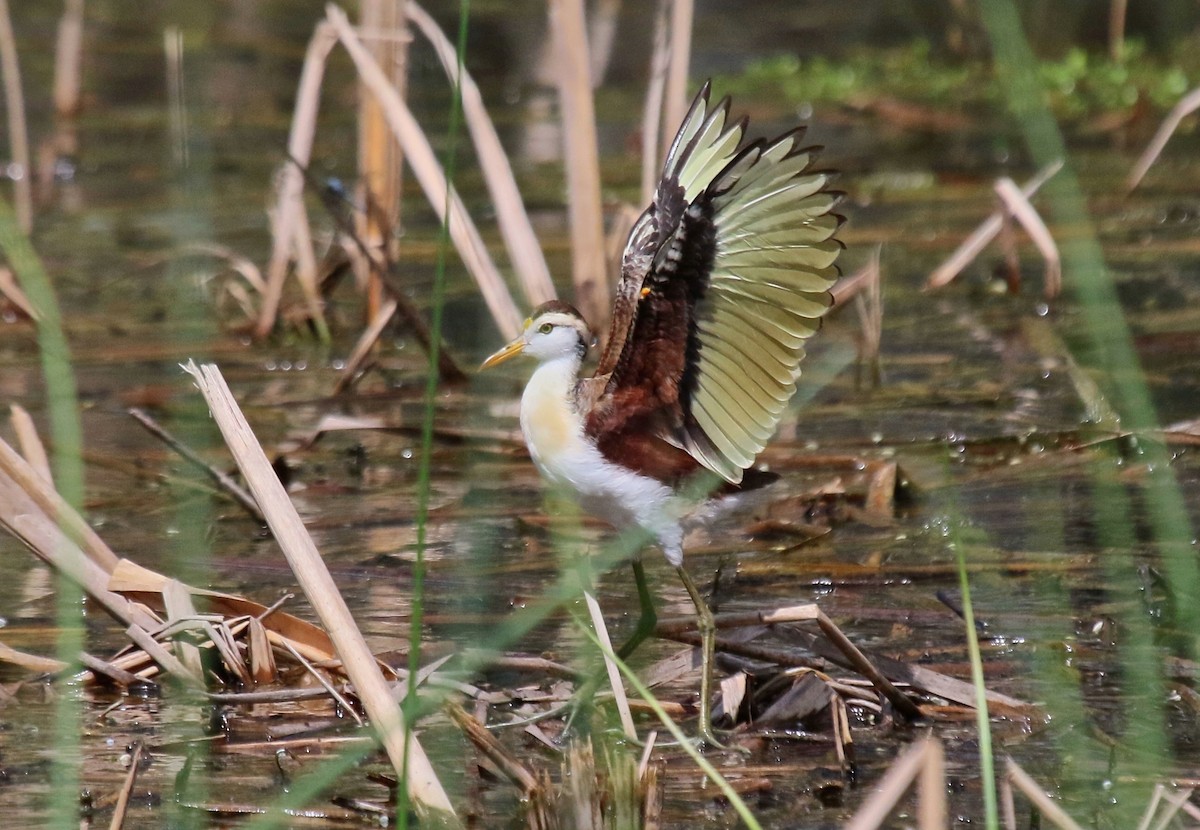 Northern Jacana - Arman Moreno