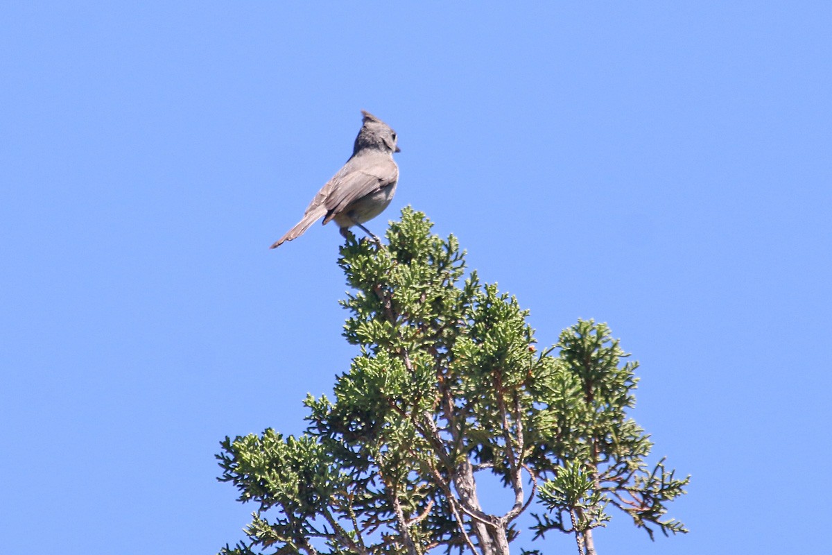 Mésange des genévriers - ML162537291