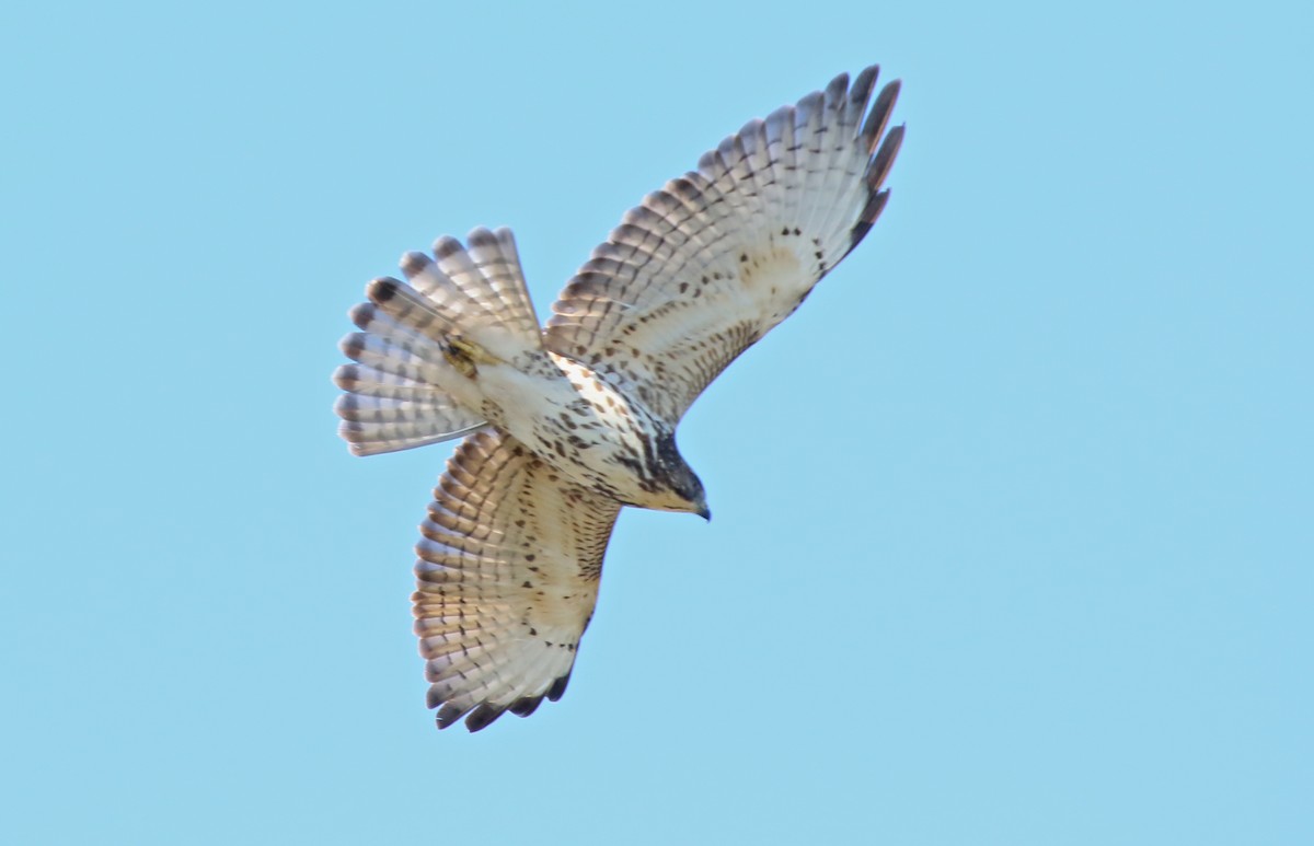 Broad-winged Hawk - ML162539391