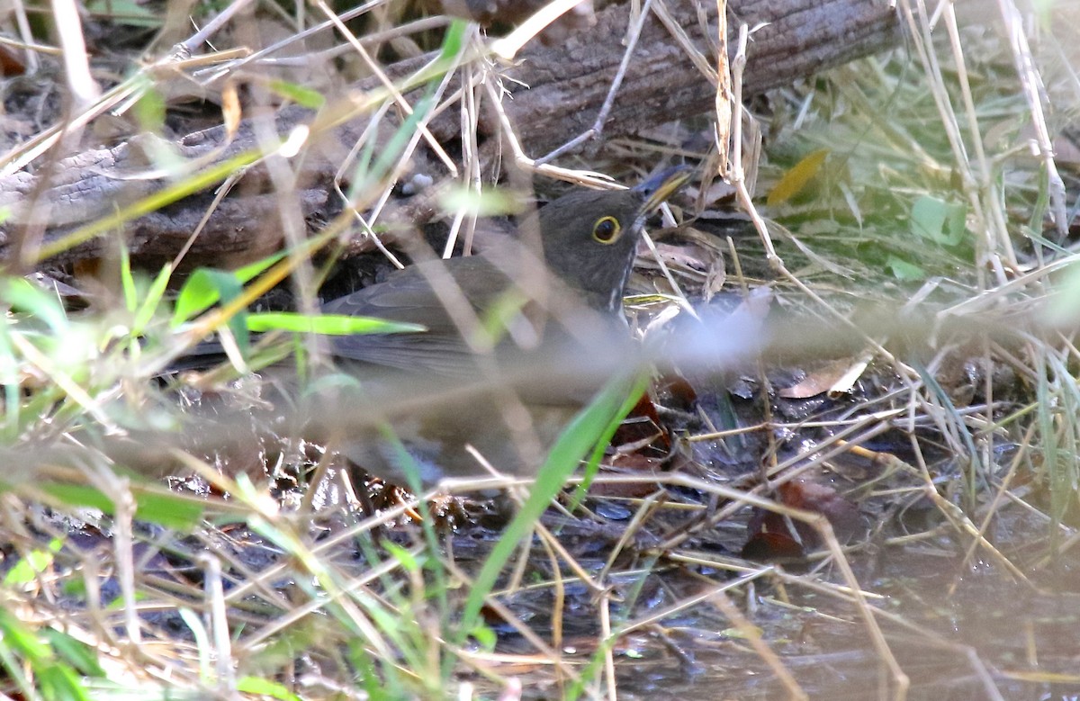 White-throated Thrush - ML162539551