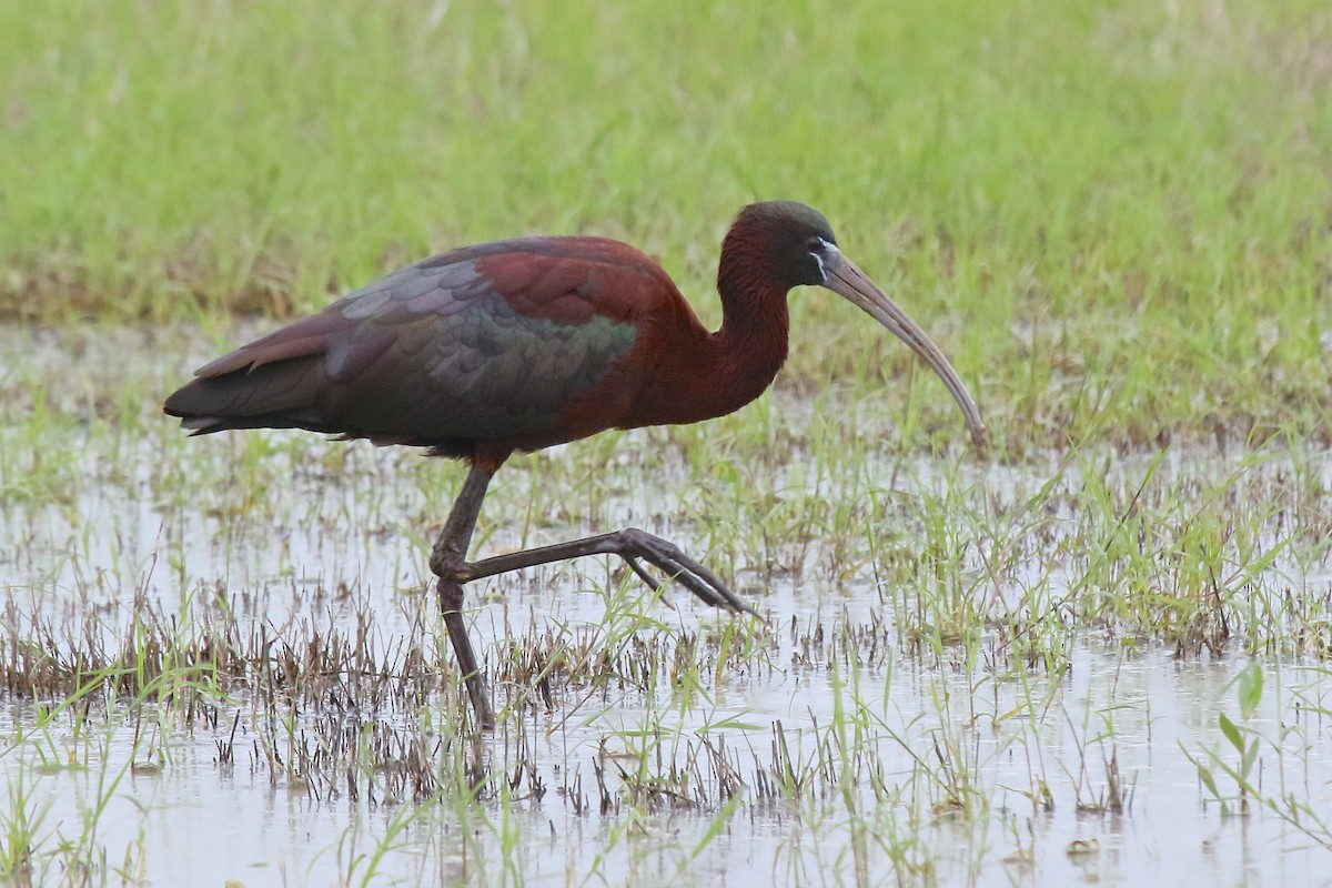 Glossy Ibis - ML162540581