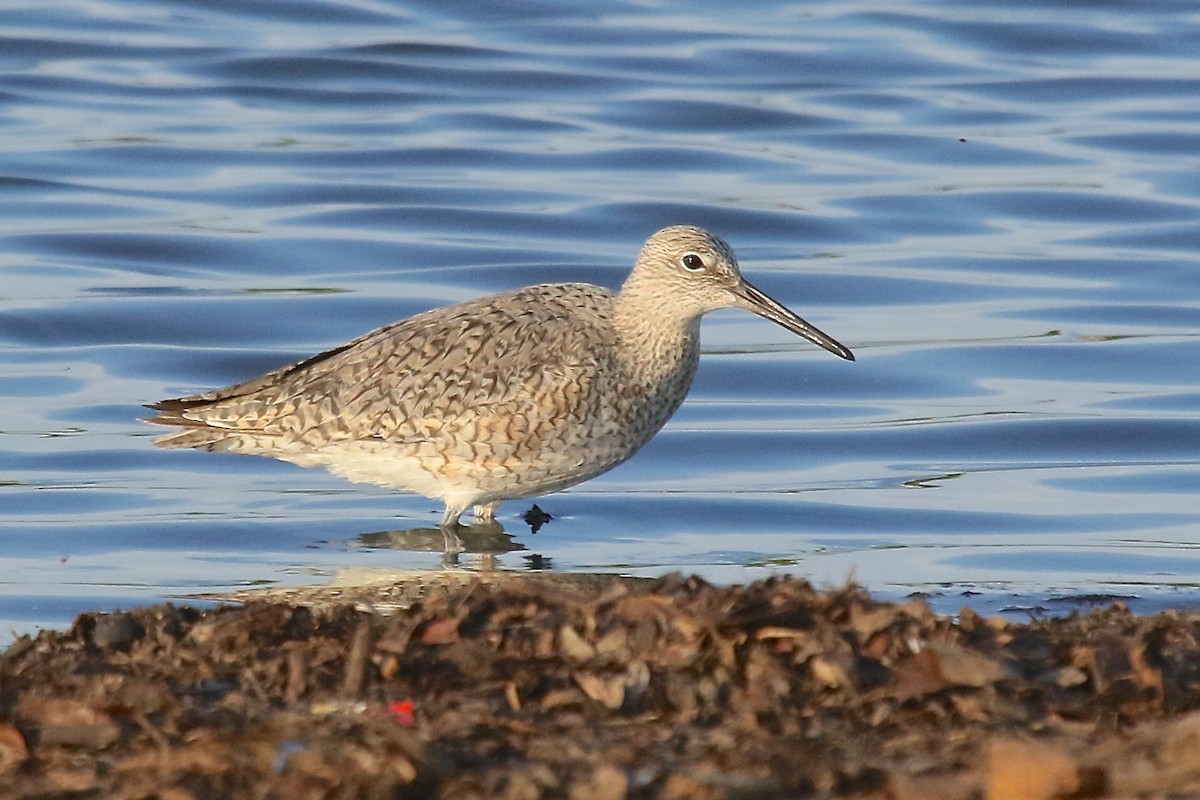 Willet - Arman Moreno