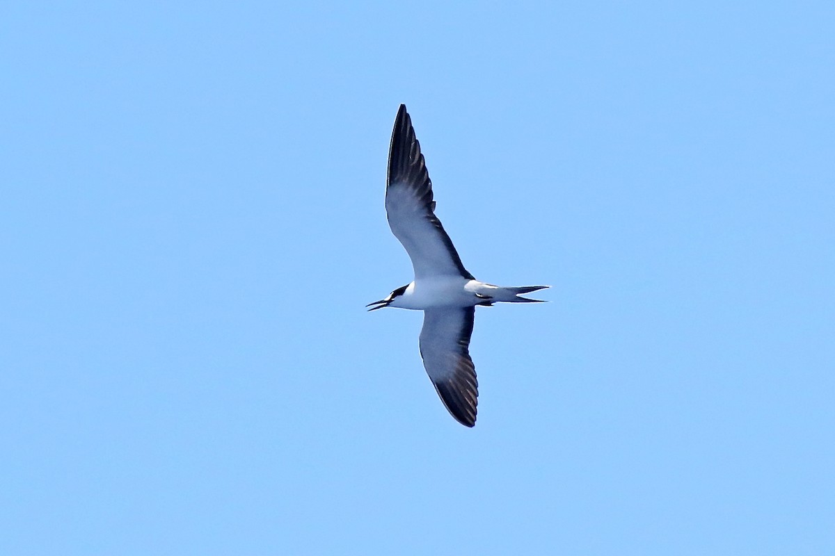 Sooty Tern - ML162541821