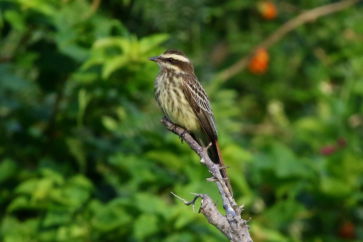 Variegated Flycatcher - ML162542211