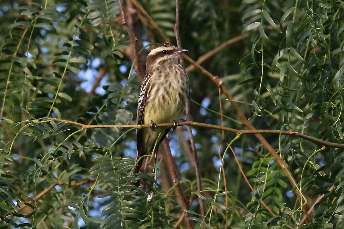 Variegated Flycatcher - ML162542241