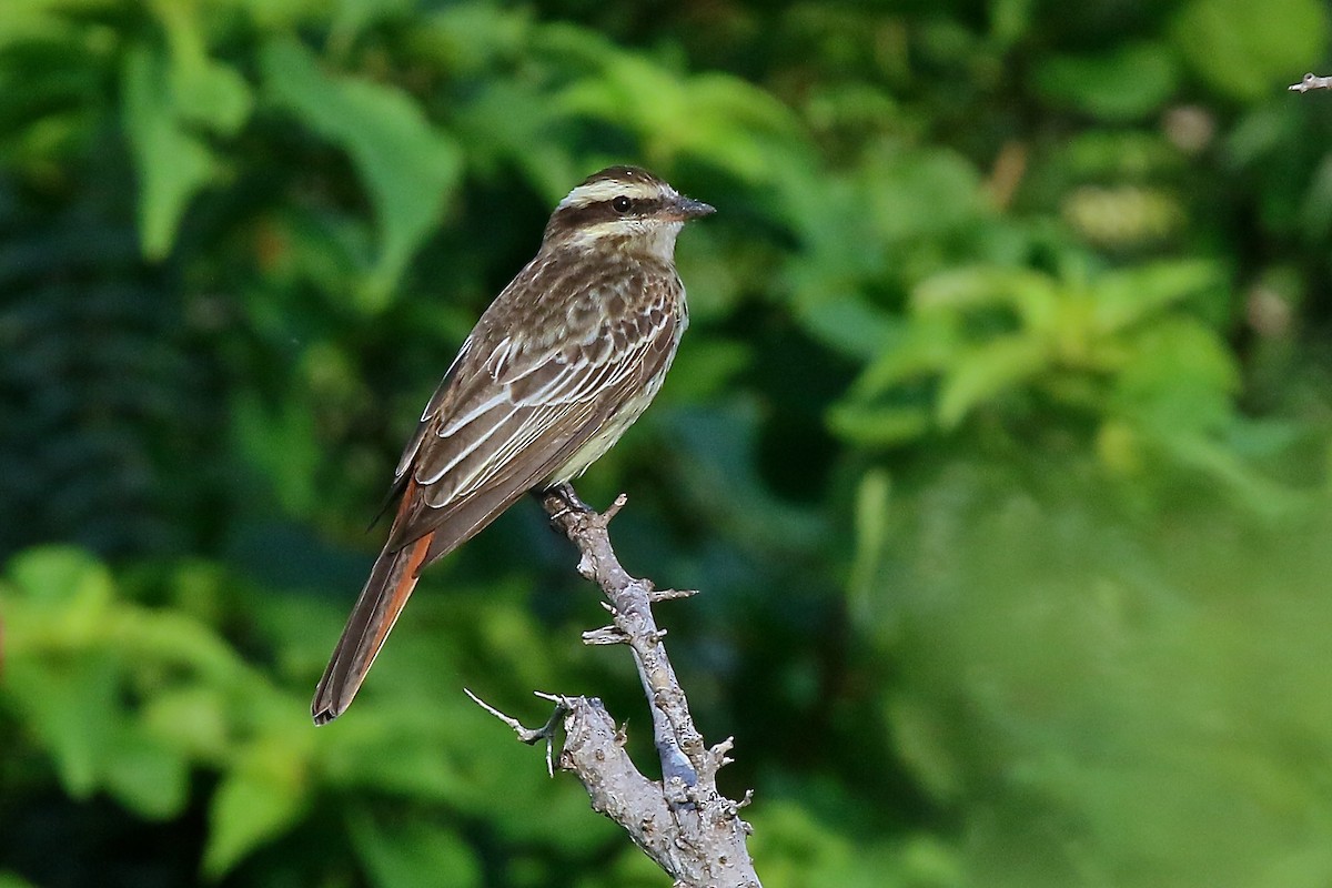 Variegated Flycatcher - ML162542251