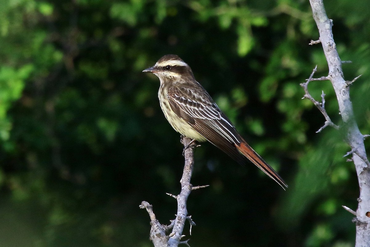 Variegated Flycatcher - ML162542351