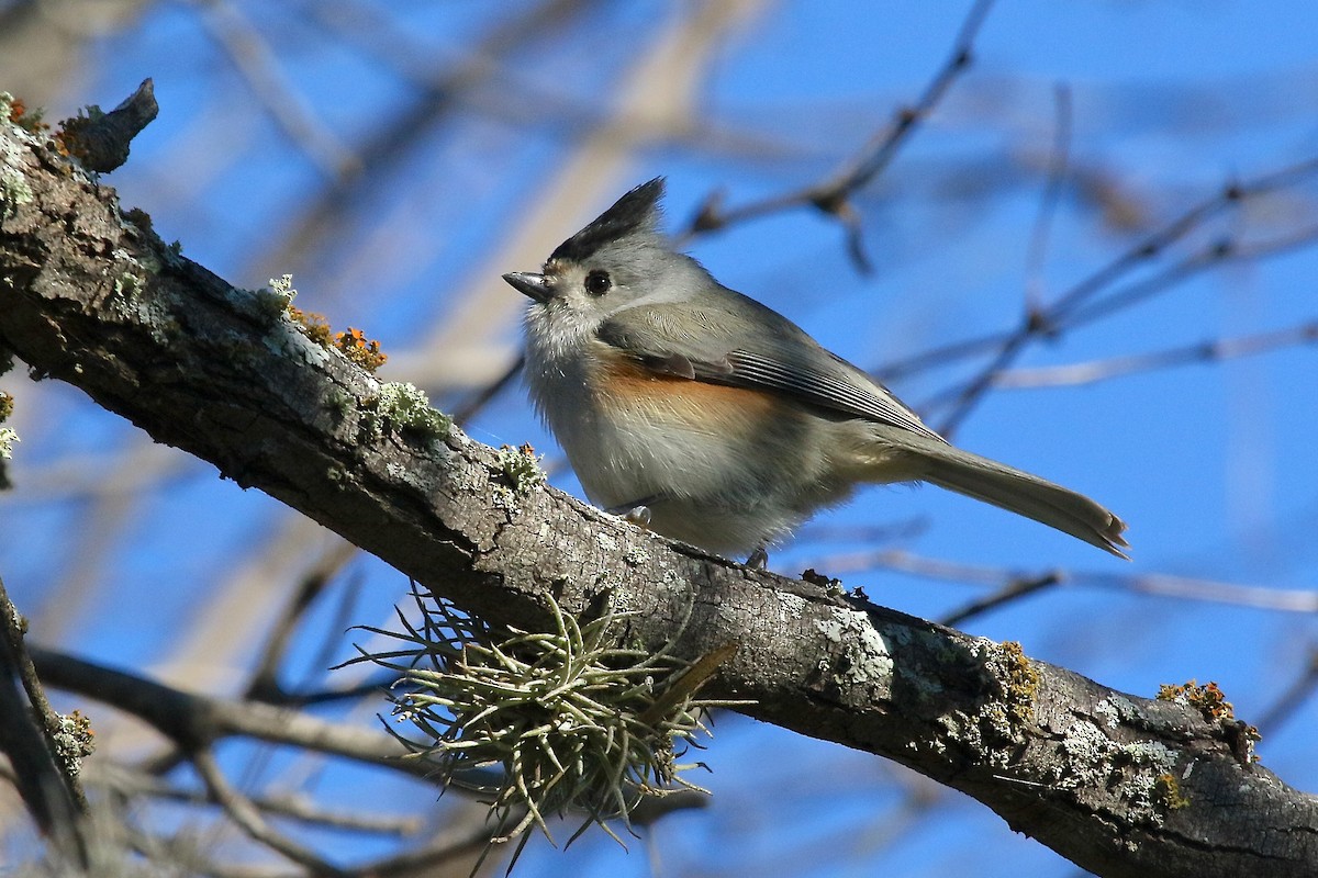 Black-crested Titmouse - ML162543051